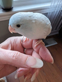 Parrotlet Blue Dilute Male