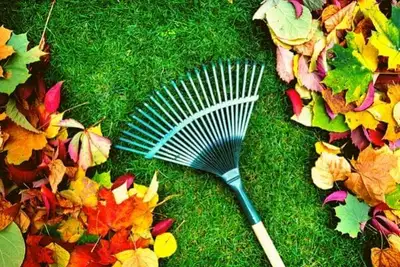 Yard cleaning, garage cleaning, View more
