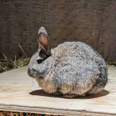 Farm-raised, well-handled bunny with beautiful natural colouring. Calm, healthy, and ready for a new...