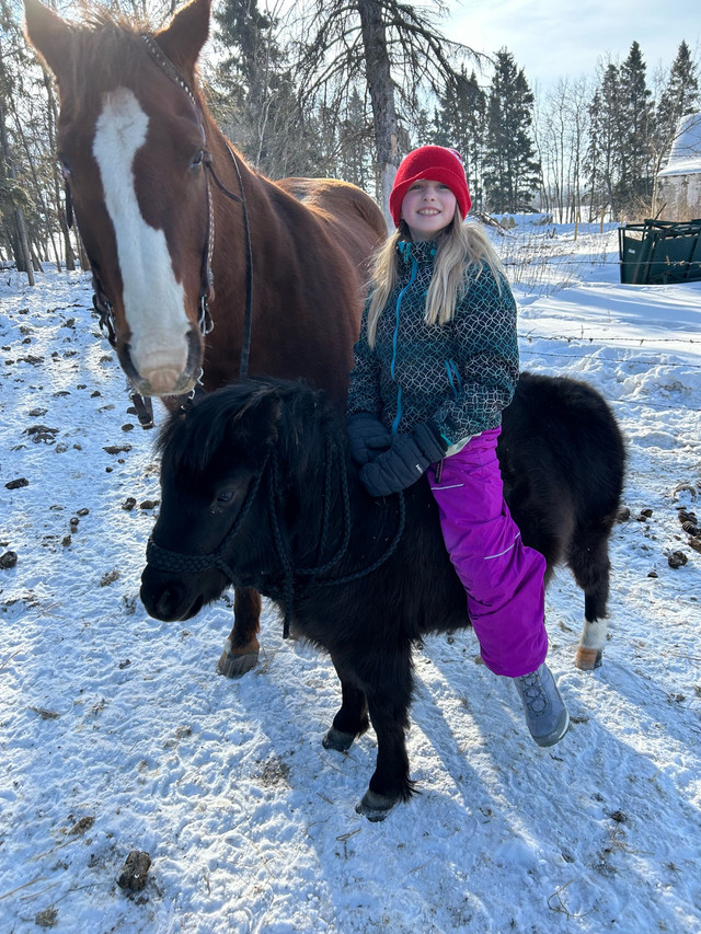 mini pony for trade in Horses & Ponies for Rehoming in Prince Albert - Image 4