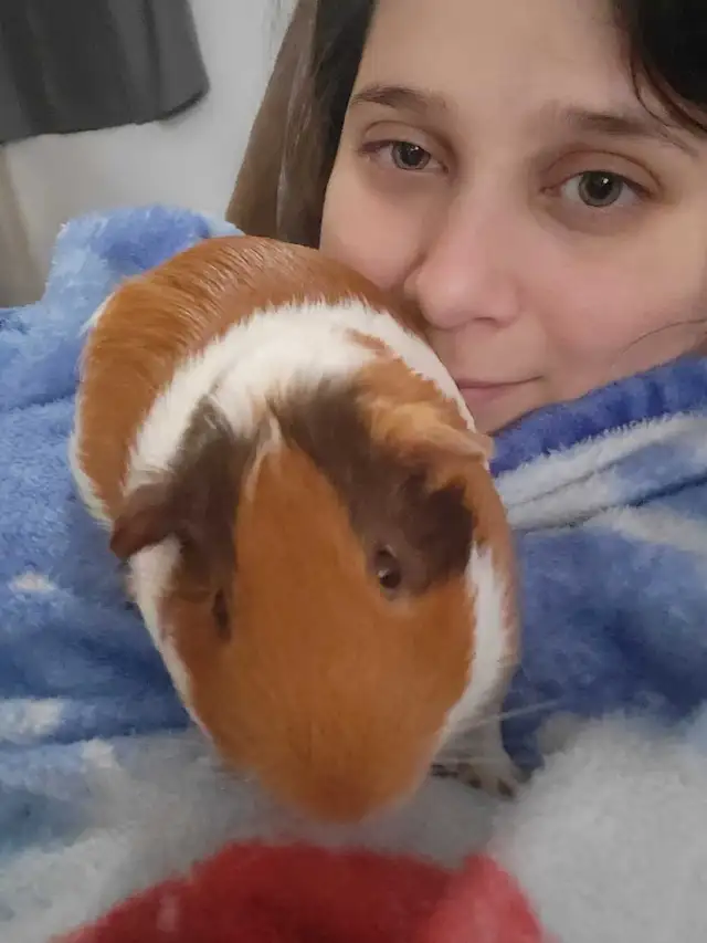 cochon d'inde  in Small Animals for Rehoming in Gatineau - Image 2