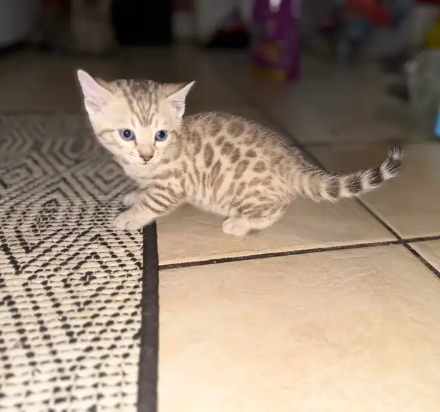 Gorgeous Snow Lynx Bengal Kittens Available in Cats & Kittens for Rehoming in City of Toronto - Image 7