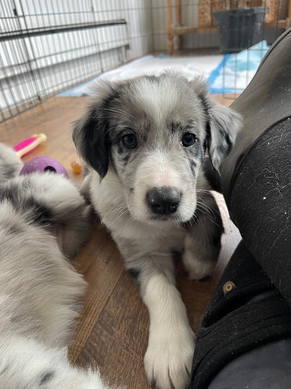 Border Collie Puppies READY TO GO Dogs & Puppies for Rehoming