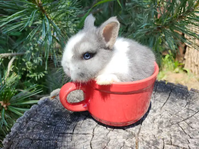 EXTRAODINAIRES bébé lapin nain néerlandais * Netherland dwarf bu in Small Animals for Rehoming in City of Montréal - Image 2