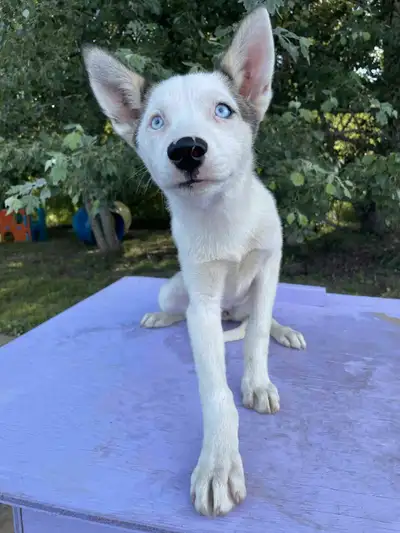 CKC Siberian Husky puppies, View more