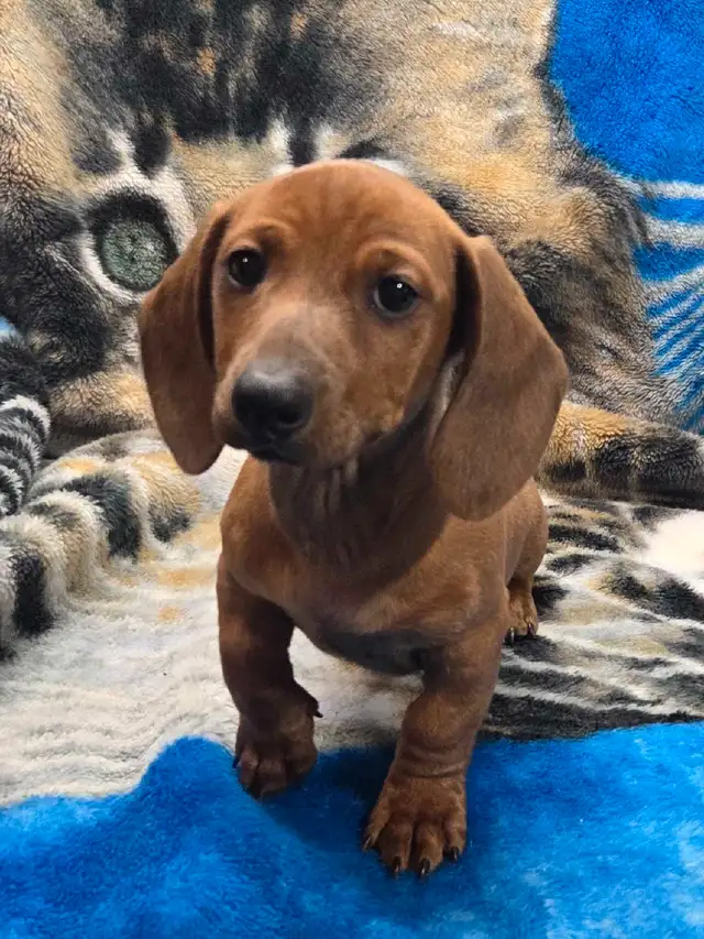 chiot teckel standard male poil court in Dogs & Puppies for Rehoming in Laurentides - Image 3