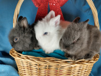 EXTRAORDINARY Lionhead dwarf bunny rabbits