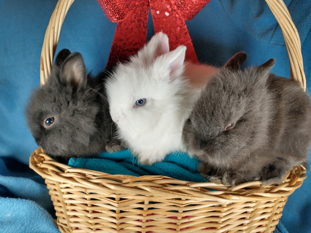 EXTRAORDINARY Lionhead dwarf bunny rabbits in Small Animals for Rehoming in Kingston