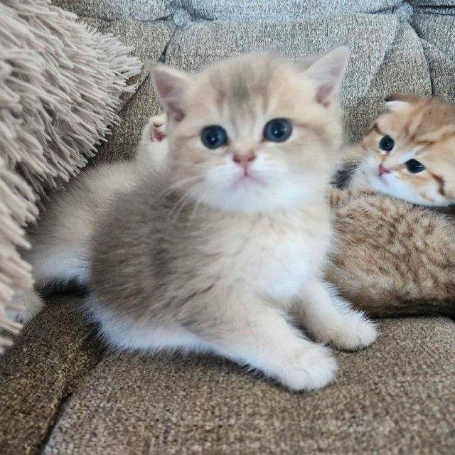 British X Scottish Shorthair kittens  in Cats & Kittens for Rehoming in Fredericton - Image 2