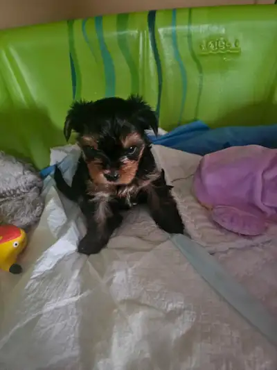 6 purebred Yorkie puppies looking for a new home. 4 males and 2 females. Will be ready for beginning...