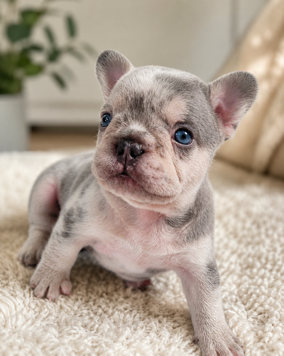 Bulldogs français, View more