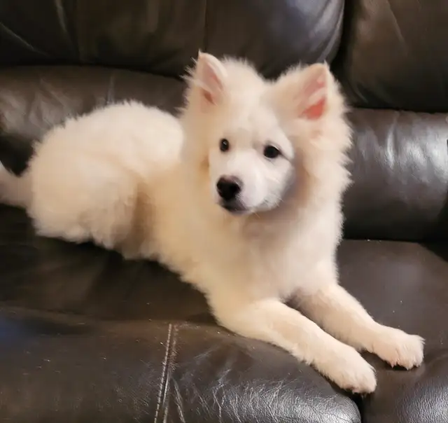 Chiot esquimau américain/ american eskimo in Dogs & Puppies for Rehoming in Laval / North Shore - Image 2