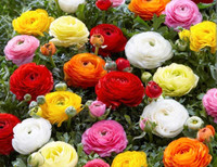 *Plant* Ranunculus (Buttercup) mixed colors