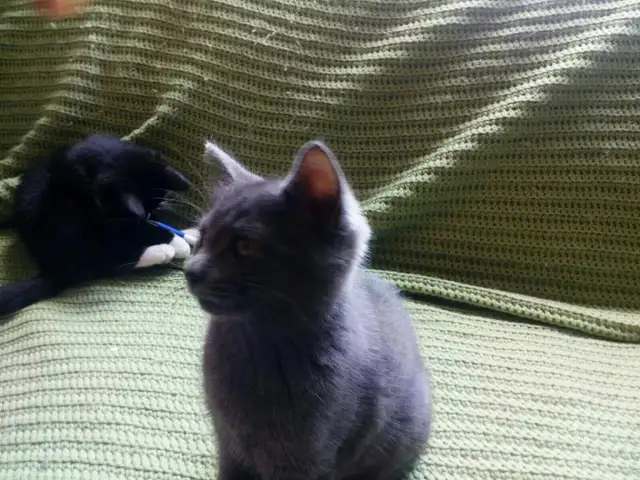 chaton mâle 3 mois in Cats & Kittens for Rehoming in Laval / North Shore - Image 3