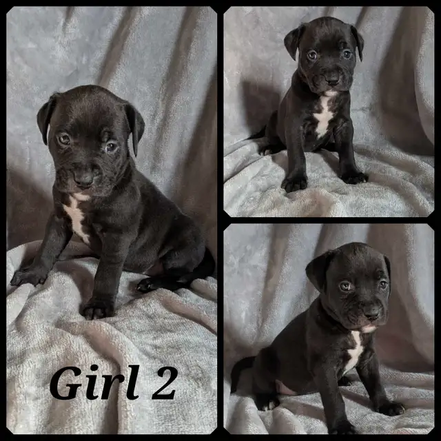 American Bulldogs in Dogs & Puppies for Rehoming in Winnipeg - Image 4