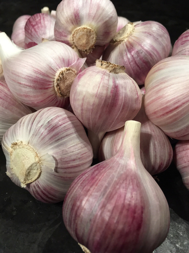 Music Garlic  in Other in Markham / York Region