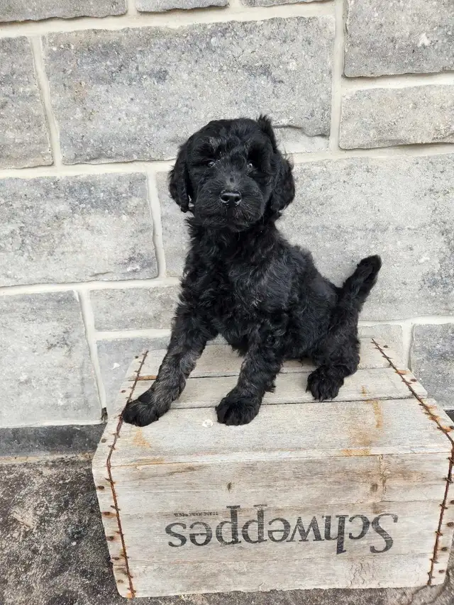 goldendoodle in Dogs & Puppies for Rehoming in Stratford - Image 3