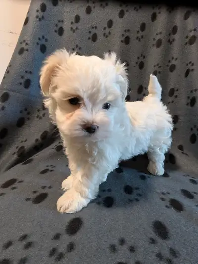 2 adorable female Maltese mix shih tzu (malshi puppies) mostly Maltese with a little shih tzu, all w...