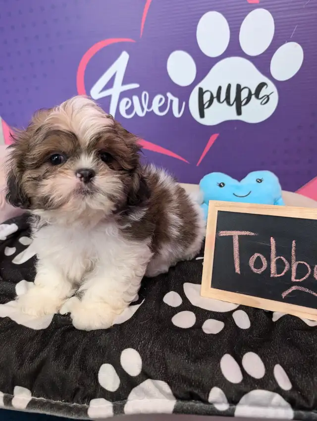 PURE Shih-tzu puppies *hypoallergenic *pedigree parents in Dogs & Puppies for Rehoming in City of Toronto - Image 10