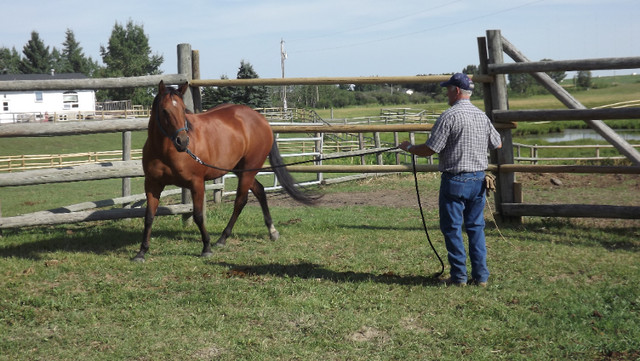 HORSE TRAINER TRAVELS TO U in Horses & Ponies for Rehoming in Calgary - Image 3