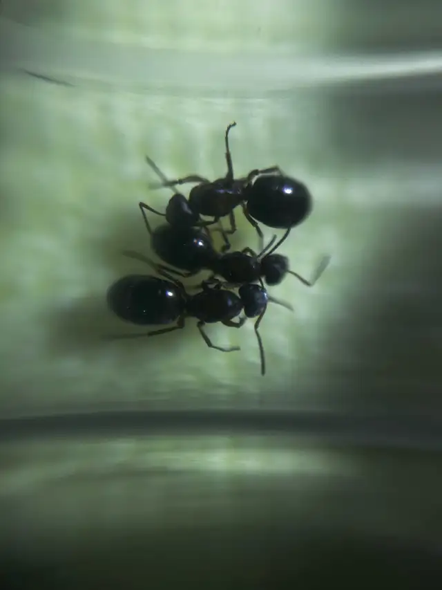 Formica neourfibarbis queens and colony  in Small Animals for Rehoming in Mississauga / Peel Region - Image 3