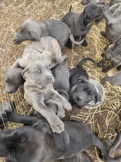 Cane Corso - Boerboel pups, View more