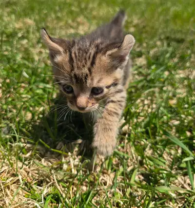 Chaton highland lynx, View more