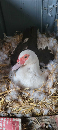 ⚠️LOST⚠️ ChocPied Muscovy 