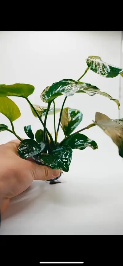 Anubias Round Leaf Barteri, View more