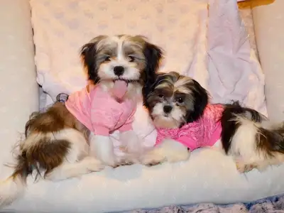 Chiots Malshi (shihtzu x bichon maltais (514-430-1821), View more