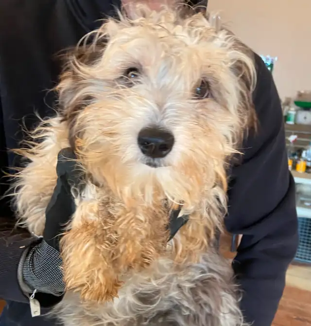 Gorgeous Mini Aussiedoodle Puppies in Dogs & Puppies for Rehoming in Markham / York Region - Image 9