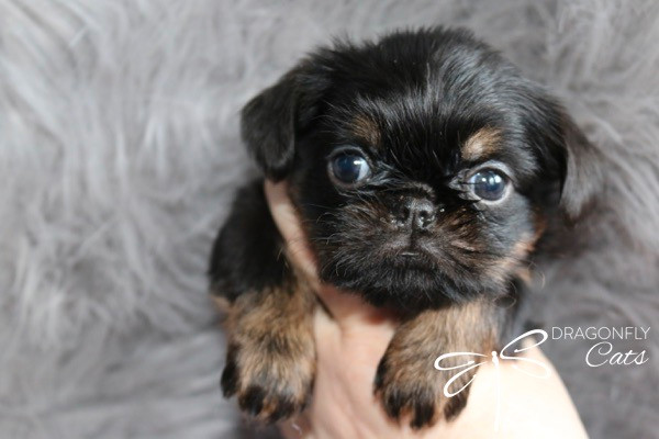 Griffon Bruxellois/ Brussel Griffon dans Chiens et chiots à adopter  à Laval/Rive Nord - Image 4