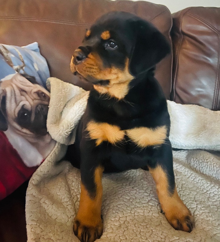 FRMALE GERMAN ROTTWEILER PUPPIES Dogs & Puppies for Rehoming Kamloops Kijiji