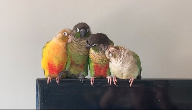Green Cheek Conures in Birds for Rehoming in Muskoka - Image 2