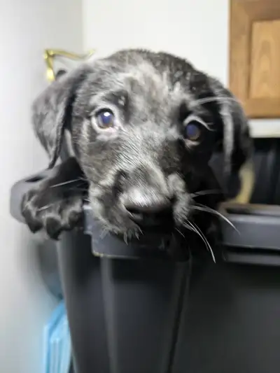 PUREBRED LAB PUPPY READY TO GO!!., View more