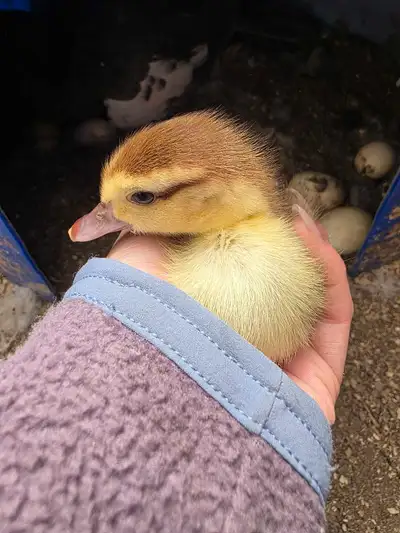 Muscovy Ducklings, View more
