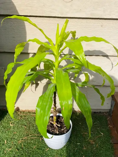 Corn Plant, View more