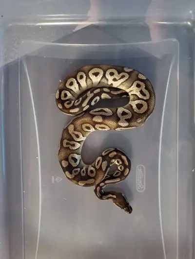 Red axanthic ball python. $80, View more