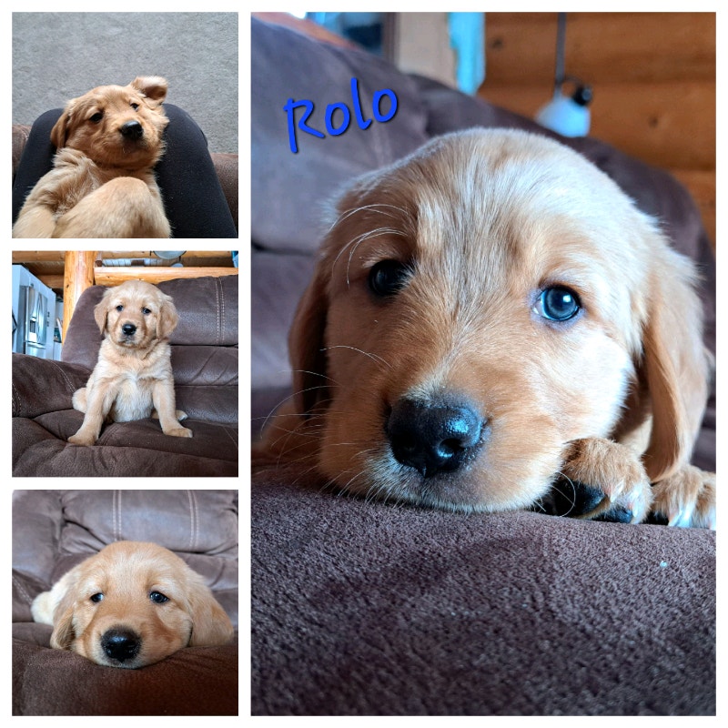 Bernese/Golden Retriever (Golden Mountain) Puppies Dogs & Puppies for