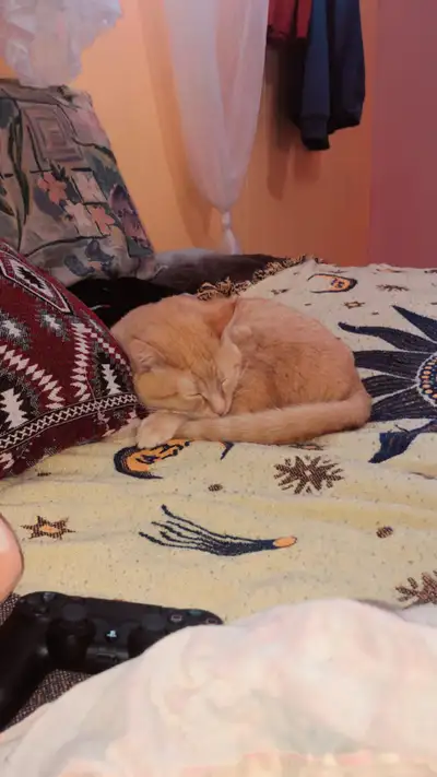 Hello! We’re skye and ronan:) My roommate and I are currently looking for a new place to call home a...