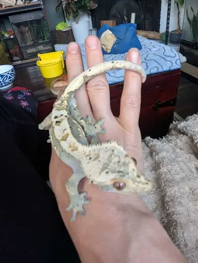 crested geckos, View more