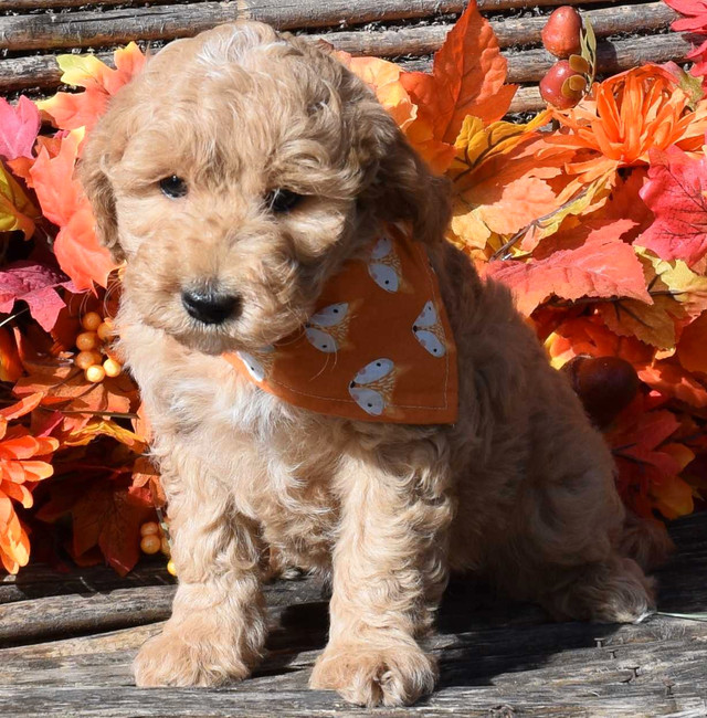 Mini (under 25lbs) Aussiedoodle/Goldendoodle Puppies! in Dogs & Puppies for Rehoming in Quesnel - Image 3
