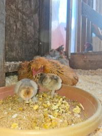 Mystic Maran chicks and Brahma chicks
