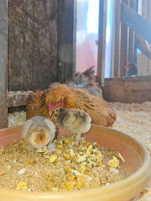 Mystic Maran chicks and Brahma chicks dans Animaux de ferme  à Ville d’Edmonton