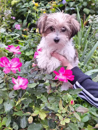 Shorkie Female Puppy, View more