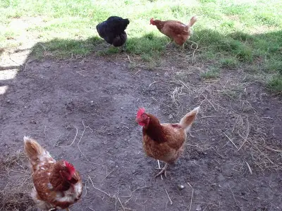 Oeufs bruns de poules heureuses en liberté et sans aucun stress, View more