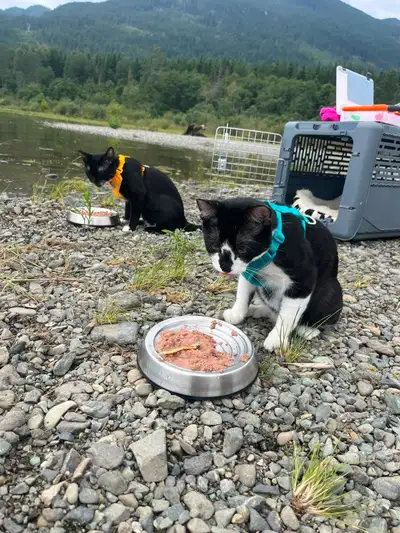  Bonded Pair of Loving Adventure Cats , View more
