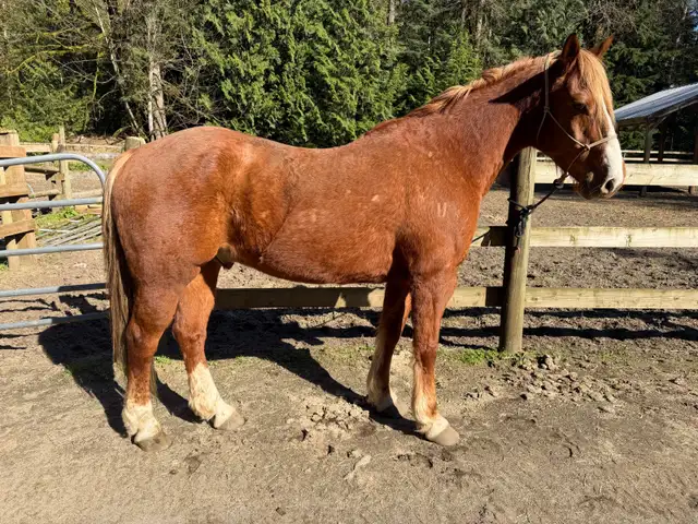 3 Quality Horses Available – Hope, BC Area in Equestrian & Livestock Accessories in Hope / Kent - Image 6