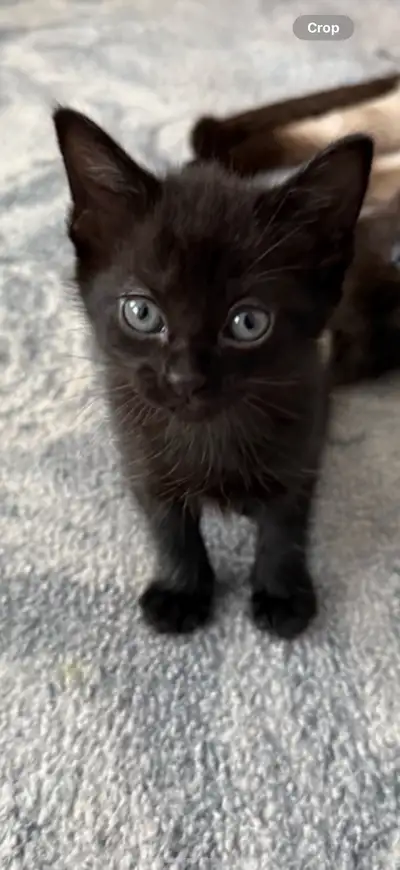 SIAMESE HALF KITTENS, View more