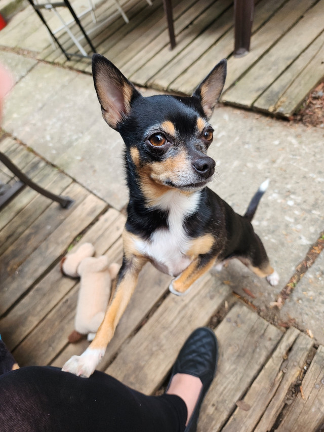 Chihuahua adulte à vendre opéré Chiens et chiots à adopter Ville de Montréal Kijiji
